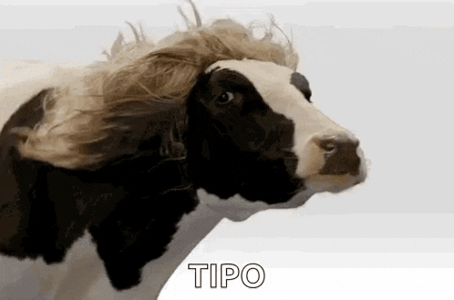 a black and white cow with a wig on its head is blowing in the wind .
