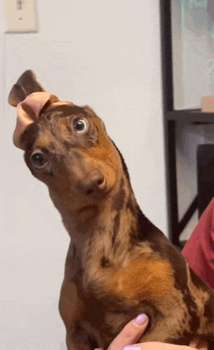 a dachshund is being held by a person and looking at the camera