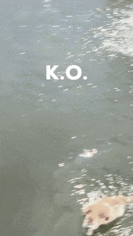 a duck is swimming in a body of water with k.o. written above it