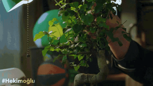 a person holding a plant with the hashtag #hekimoglu