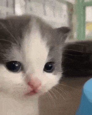 a close up of a gray and white kitten 's face .