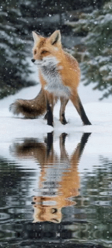 Fox Water GIF - Fox Water Reflection GIFs