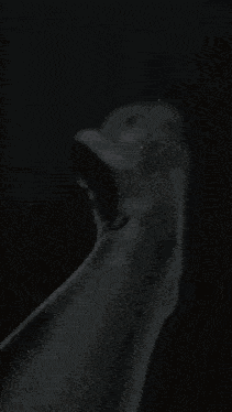 a close up of a fire with smoke coming out of it on a black background