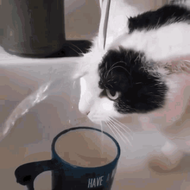 Cat Fail Drink GIF
