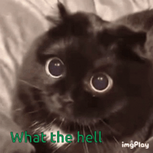 What The Shit Wtf Scared Cute GIF - What The Shit Wtf Scared Cute GIFs