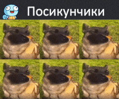 a collage of images of a dog with a blue face and the words posikunchiki