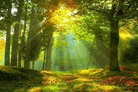 the sun is shining through the trees in the woods .