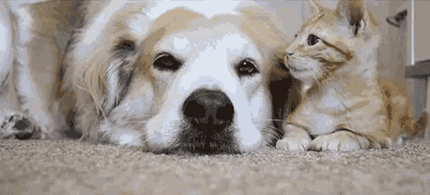 a dog and a kitten are laying on the floor together .