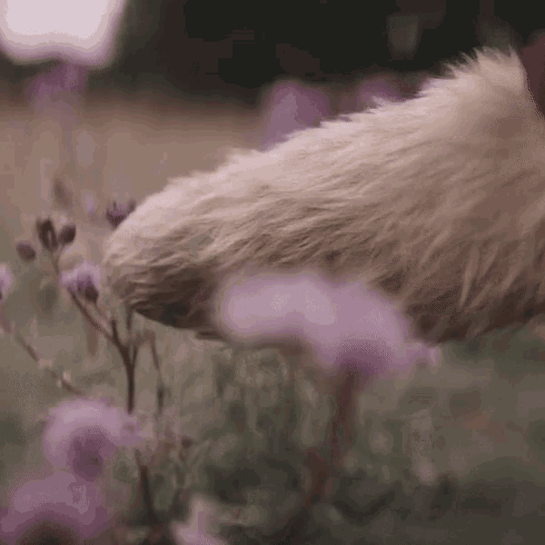 a close up of a furry animal standing in a field of purple flowers .