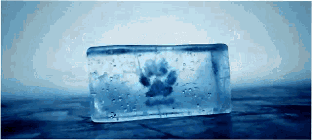 an ice block with a paw print in it
