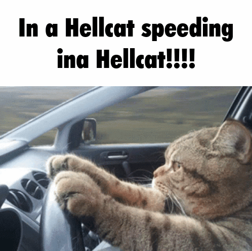 Weiland Cat GIF - Weiland Cat Weilandcat GIFs