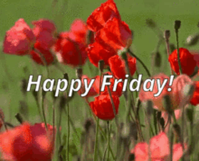 a happy friday greeting card with red flowers