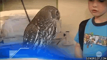 What Owl GIF - What Owl Calm GIFs
