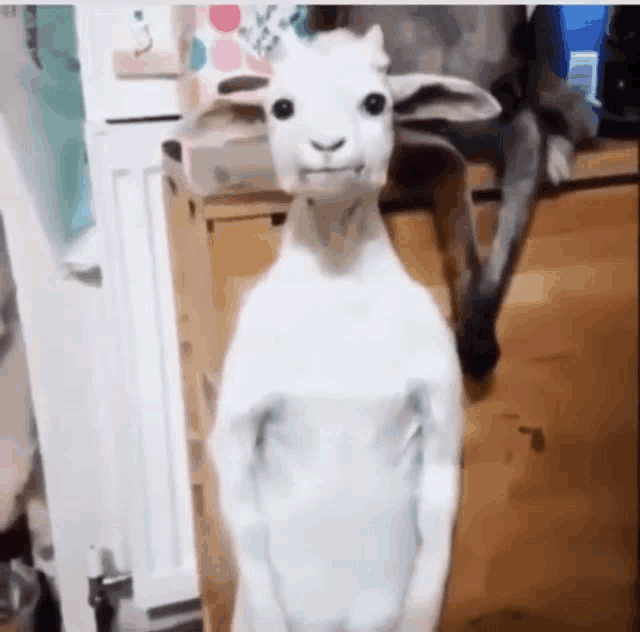 a white goat is standing on its hind legs in front of a refrigerator door .