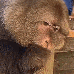 a close up of a monkey 's face looking at the camera .
