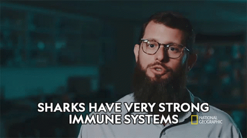 Sharks Have Very Strong Immune Systems The Shark Immune System GIF - Sharks Have Very Strong Immune Systems The Shark Immune System When Sharks Attack GIFs