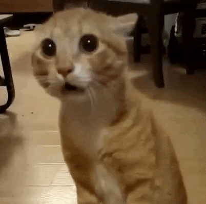 Orange Cat GIF - Orange Cat Horrified GIFs