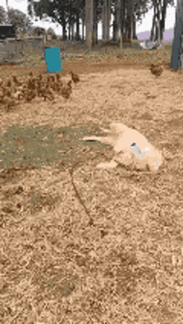 a dog is laying on its back in the dirt in a park .