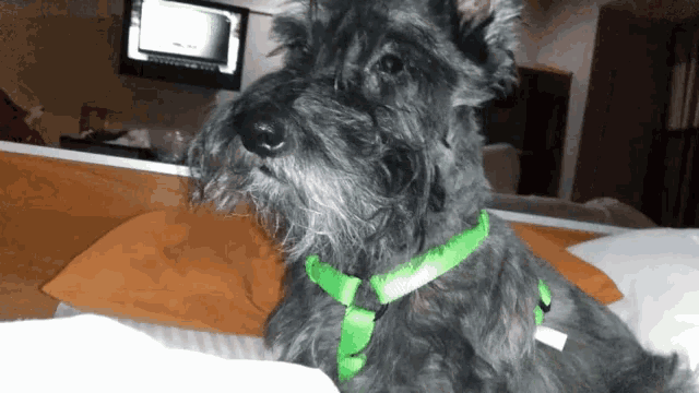 Cute Dog Say What GIF - Cute Dog Say What Understand GIFs