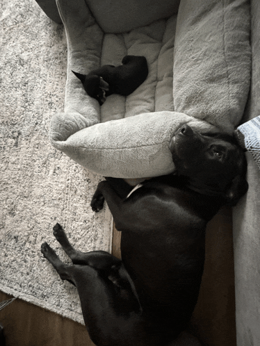 two dogs laying on a couch with one sleeping on a bed