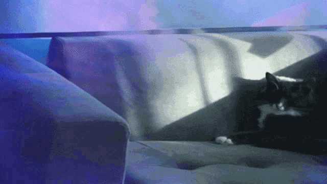 a cat is laying on a couch with a blue background