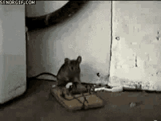 Mouse Trap GIF - Mouse Trap GIFs