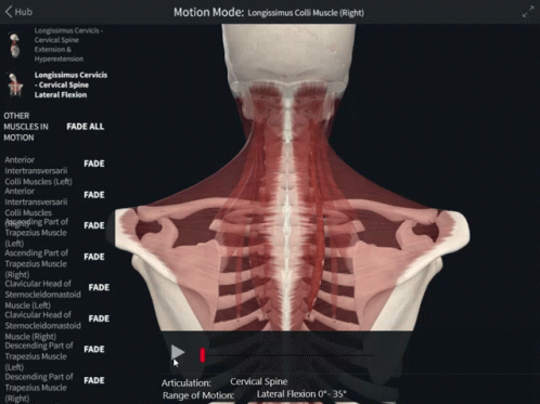 Longissimus Colli Cervical Spine GIF - Longissimus Colli Cervical Spine Lateral Flexion GIFs