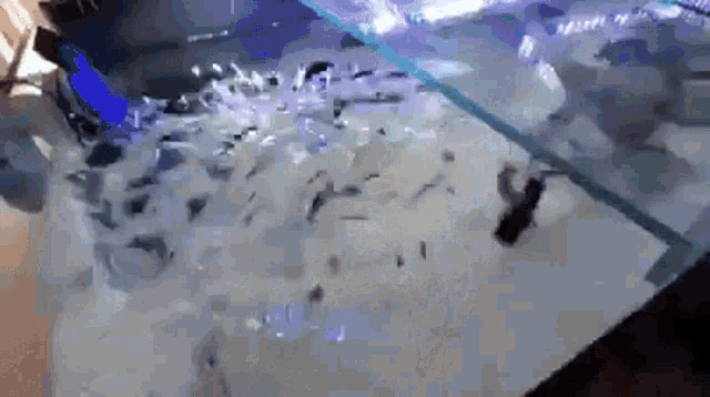 a fish tank with a lot of fish swimming in it .