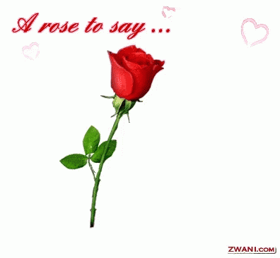 I Love You A Rose To Say GIF - I Love You A Rose To Say Ily GIFs