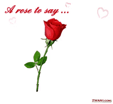 a rose with the words a rose to say i love you below it