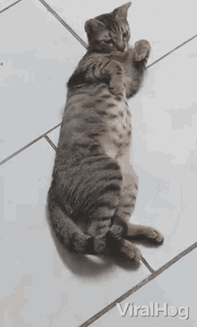 Cat Viralhog GIF - Cat Viralhog Cuddle GIFs