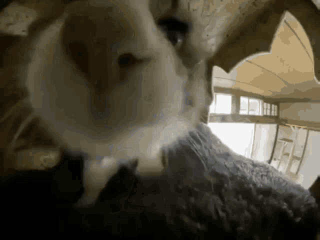 a close up of a cat 's face with a window in the background