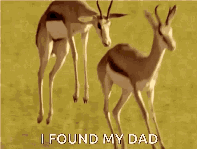 two gazelles standing next to each other with the words " i found my dad " written below them