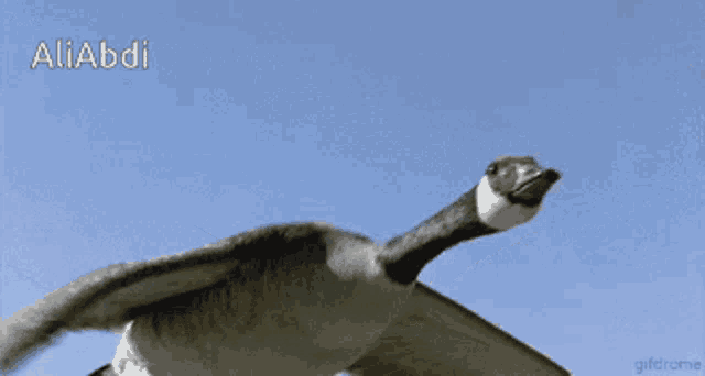 a gif of a goose flying with the name aliabdi on the bottom right