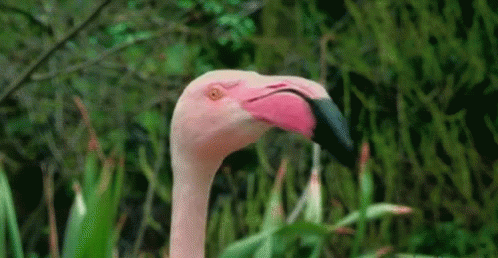 Flamingo Look GIF - Flamingo Look Hey GIFs