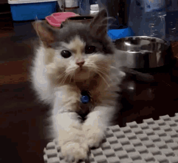 a gray and white cat with a purple collar laying on a table