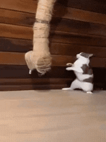 a cat is standing on its hind legs in front of a wooden wall while another cat stands on its hind legs .
