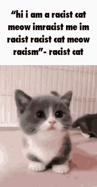 Cat Racist GIF