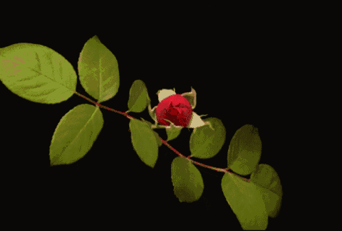 a red rose with green leaves is against a black background