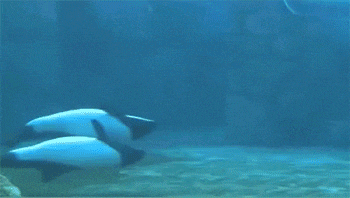 two dolphins are swimming in a tank of water