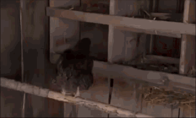 Kid Nation Chickens GIF - Kid Nation Chickens Are They Like Gonna Hang Them GIFs