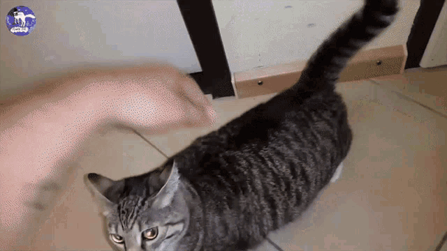 a cat is being petted by a person with a purple circle with the word cats on it