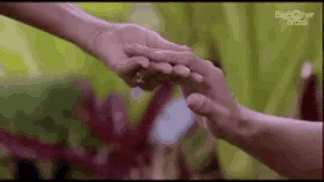 two people are holding hands in front of a plant .