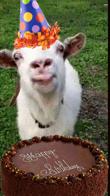 a goat wearing a party hat stands next to a chocolate birthday cake