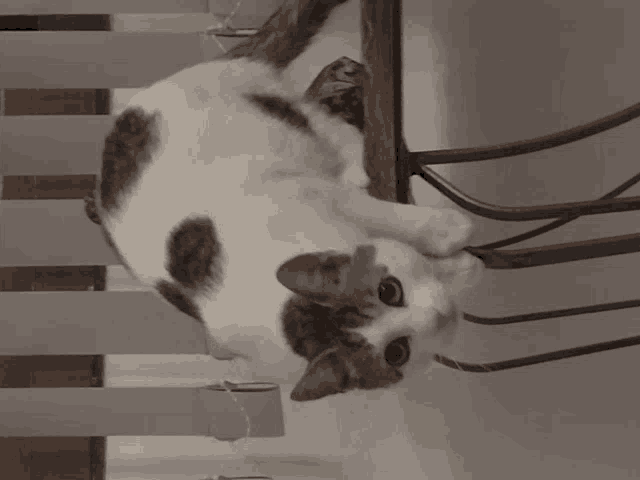 a cat laying upside down on a chair