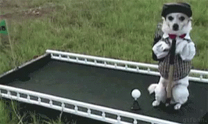 Fancy Golfing Dog GIF - Fancy Dog Fancy Mini Golf GIFs