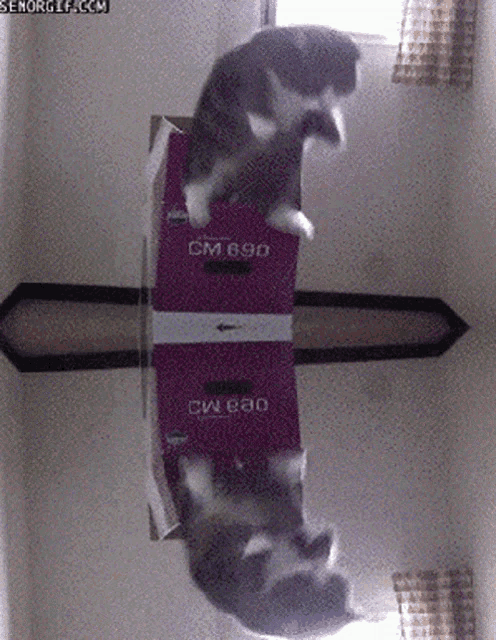 a cat is playing with a box that says cm 690