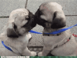 two pug puppies kissing on a sidewalk with a gifs.icannaschfectburger.com watermark