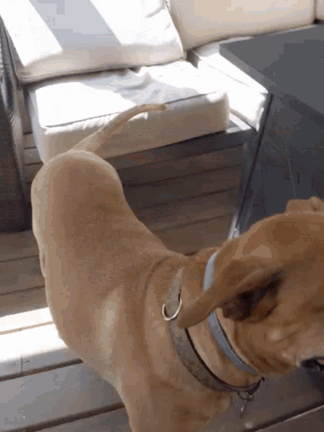 a brown dog with a blue collar standing on a wooden deck