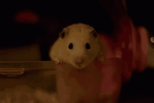 a close up of a hamster in a plastic cage looking out of a window .